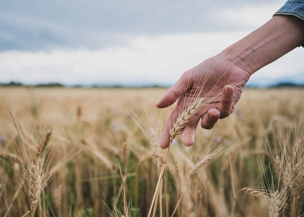 Hand Touching Wheat in Lantmännen Field for Sustainability.jpg